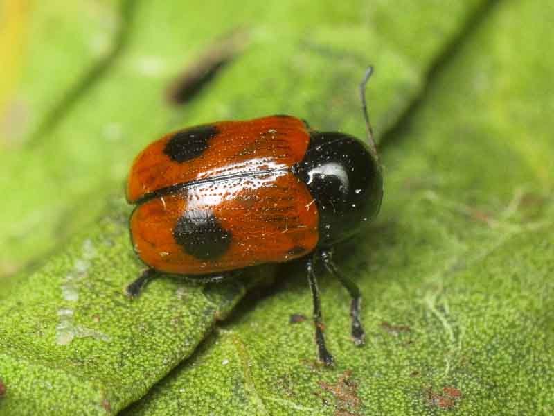 Cryptocephalus (Cryptocephalus) bipunctatus (Linnaeus, 1758)